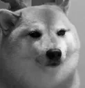 Saddog saddog Discord Emoji