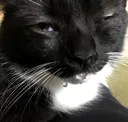 MnkeyDrowsy