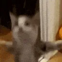 HappyCat