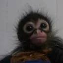 Mono_bale