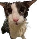 sogger_png