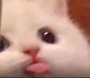 CatBlep CatBlep