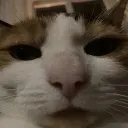 sam