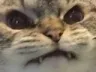 catYoink