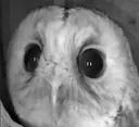 cuteowlstare
