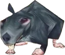 ratto