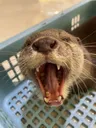 RAAAAA