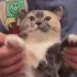 thecat