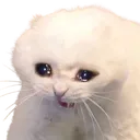 sadcat