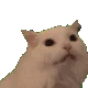 CatMeow