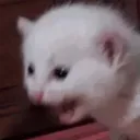 cattoscream