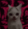 :SCHIZOCAT:
