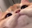 Worlds_Cat_Bored