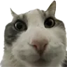 cat_stare