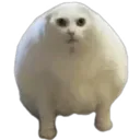 cat_big