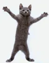 dances