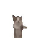 Gato_saltarin