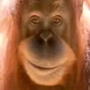 orangutan