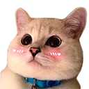 confusedcat confusedcat