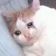 catsad