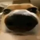doge