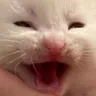 kit_catkek