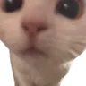 kit_sniff