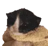 kit_meow