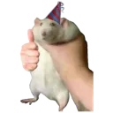 nicebro nicebro