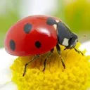 alibug