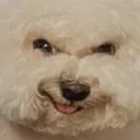 hehehedog