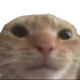 catsad