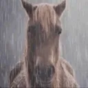 sadhorse