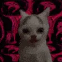 SchizoCat SchizoCat