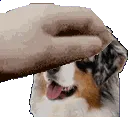 PETTHESANA