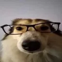 nerddog1