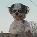 crustydog