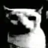 GATOSTARE