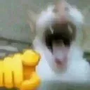 ha