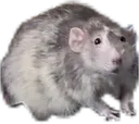 fatbrick fatbrick