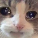 CattoSadge2