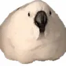 eggbirbdance