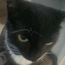 zk_cat_question Discord Emoji