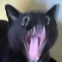 zk_cat_rahhh Discord Emoji