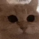 rAA