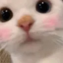 Cat Blush Cat_Blush Discord Emoji