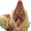 OpalScream OpalScream