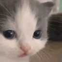 catemoji_30 Discord Emoji