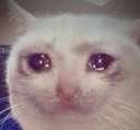 CryCat