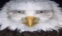 eaglestare